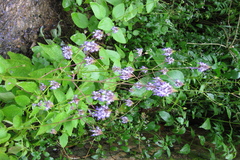 Anisochilus carnosus